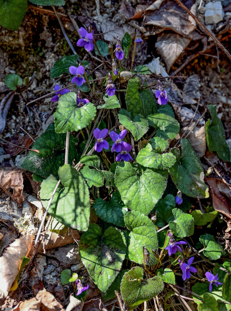 Image of Viola dehnhardtii specimen.
