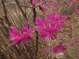 Rhododendron dauricum. Верхушки цветущих побегов. Хабаровский край, г. Комсомольск-на-Амуре, Амурлитмашевские сопки, край смешанного леса. 11.05.2025.
