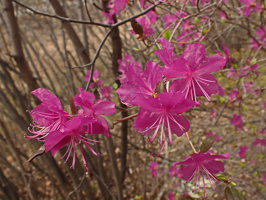 Изображение особи Rhododendron dauricum.