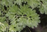 View full-size image genus Artemisia