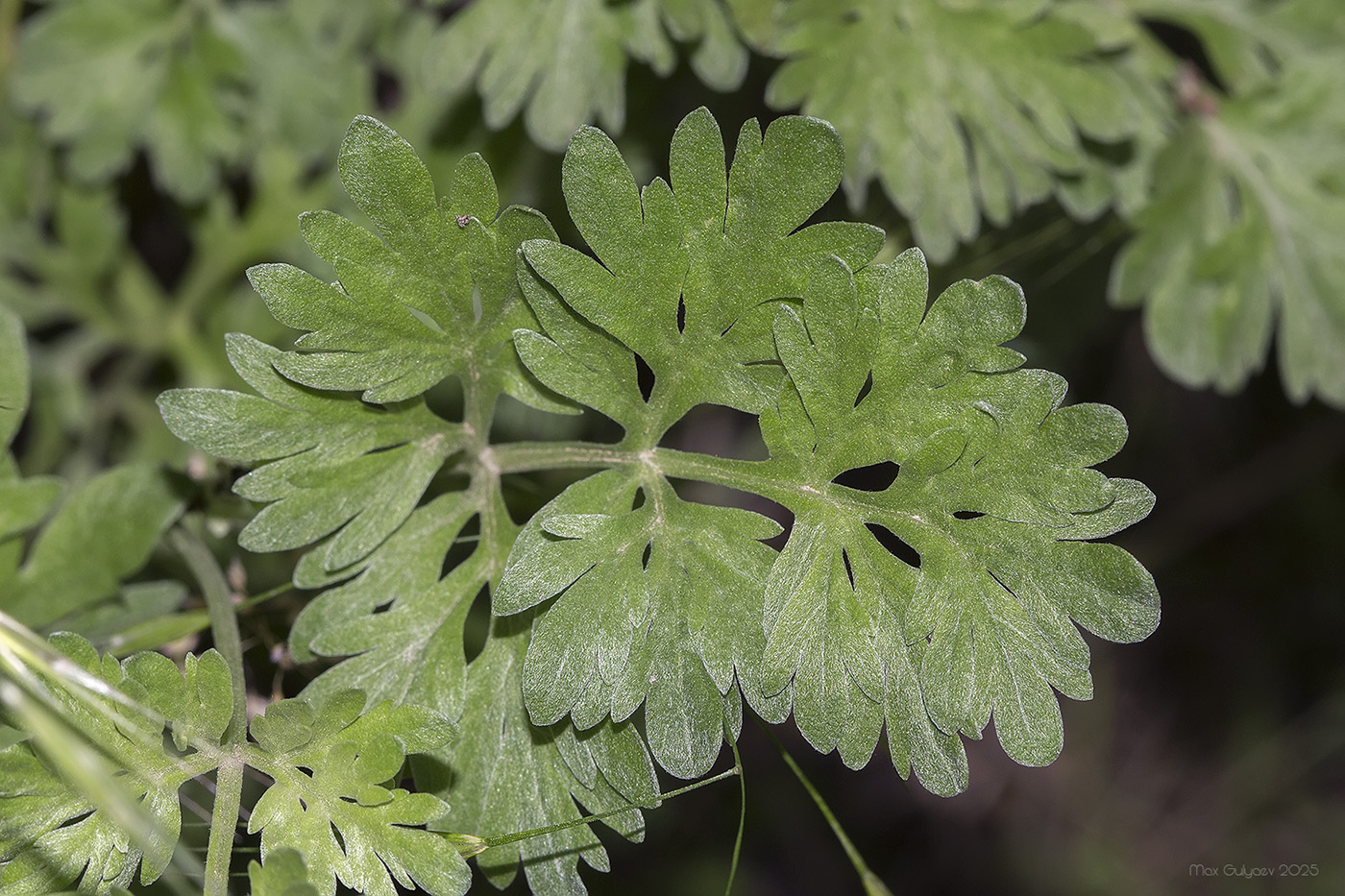 Image of Artemisia absinthium specimen.