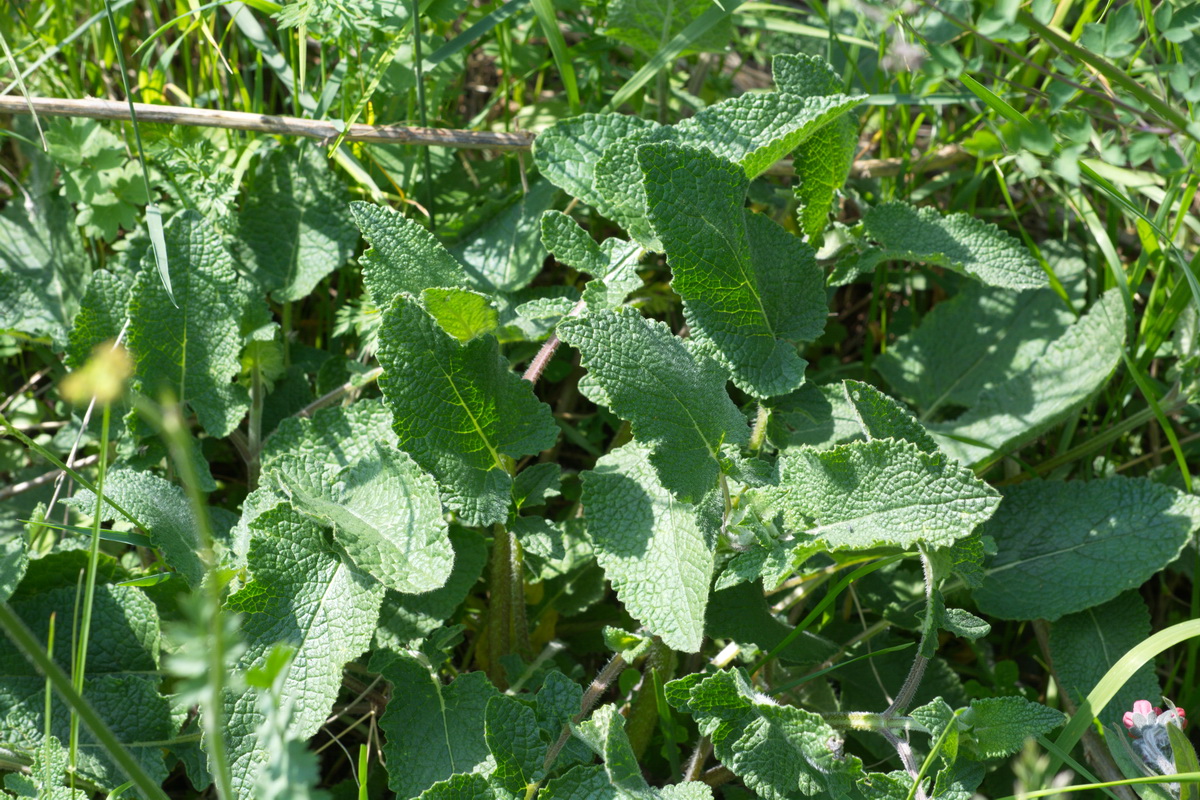 Image of familia Lamiaceae specimen.