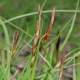 Carex supina