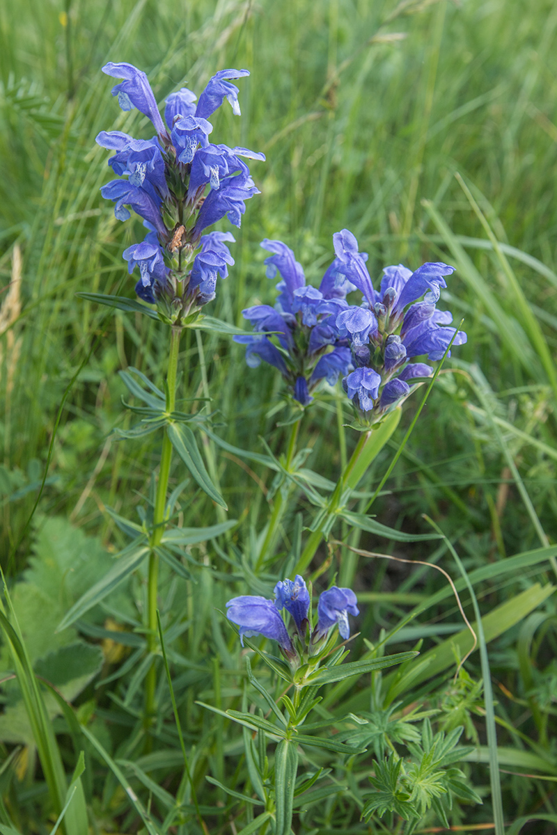 Изображение особи Dracocephalum ruyschiana.