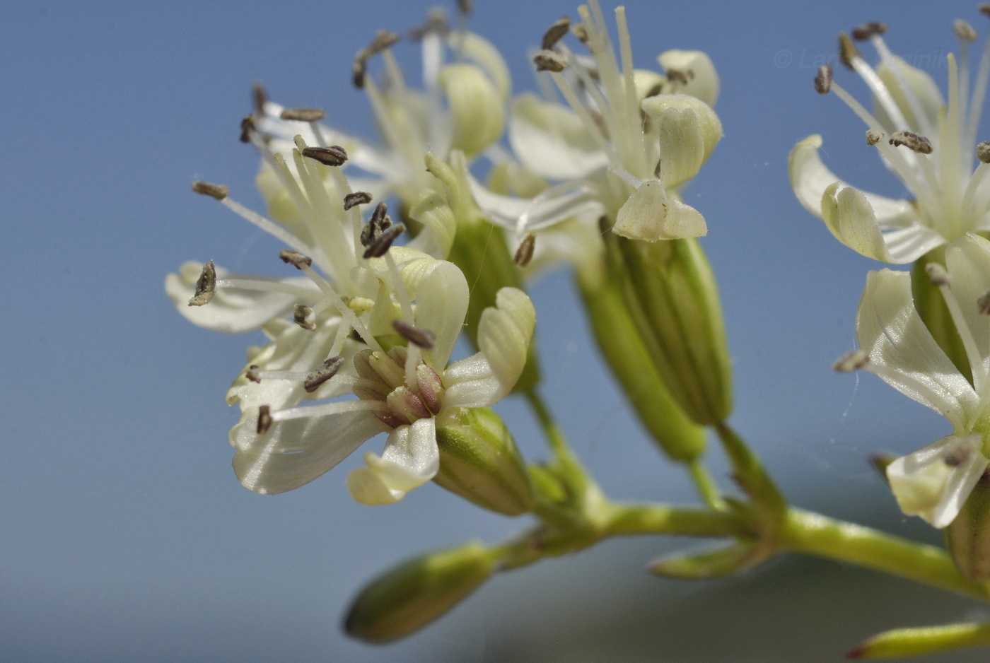 Image of Silene foliosa specimen.