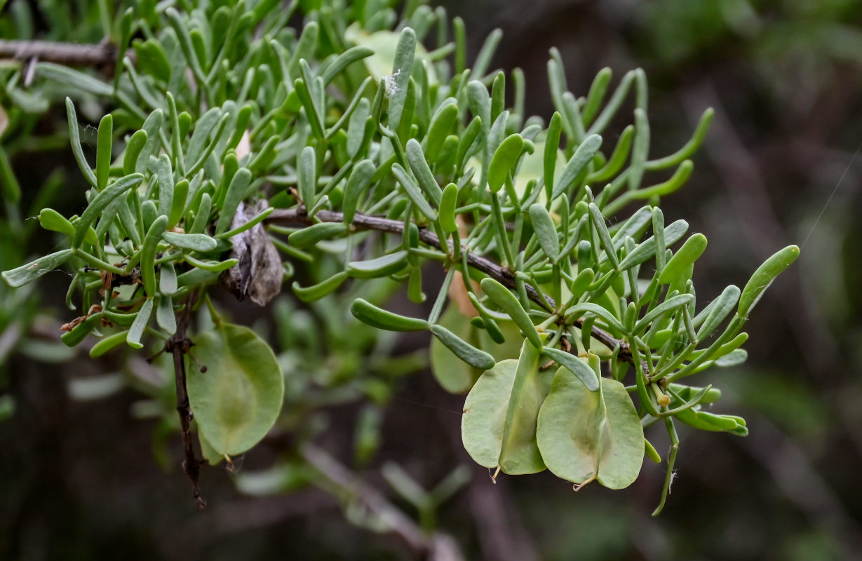 Image of Zygophyllum xanthoxylum specimen.