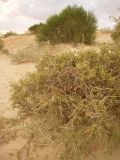 Salsola arbuscula. Растение на бугристых песках. Казахстан, Кызылординская обл., Казалинский р-н. 17 июля 2010 г.
