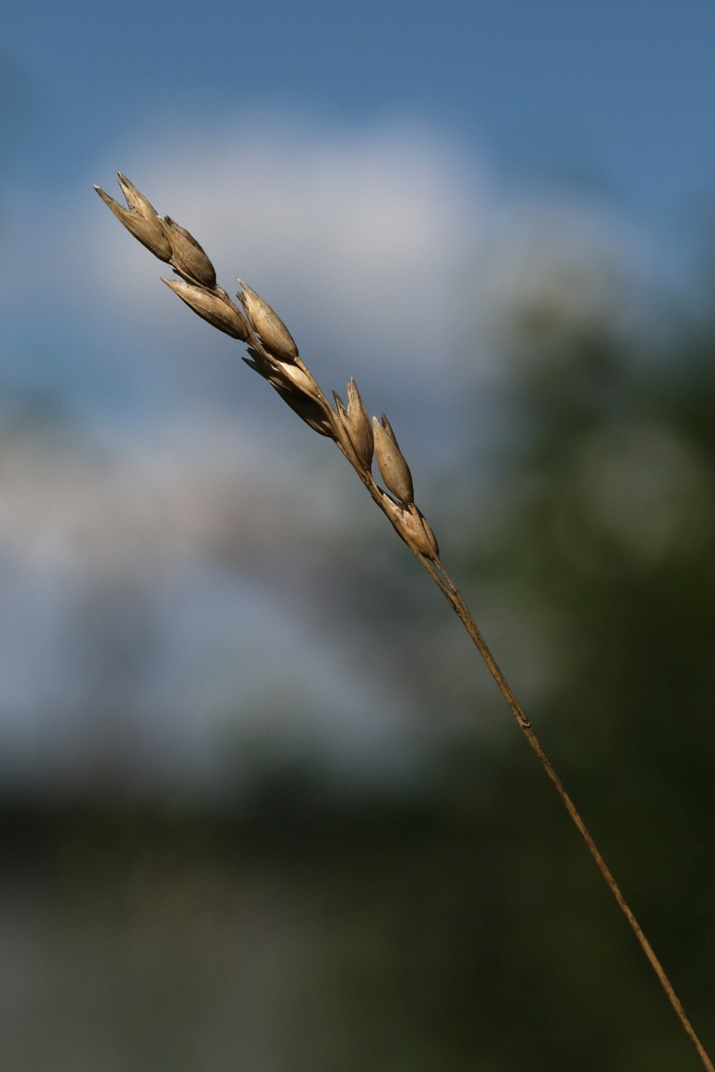 Image of Sieglingia decumbens specimen.
