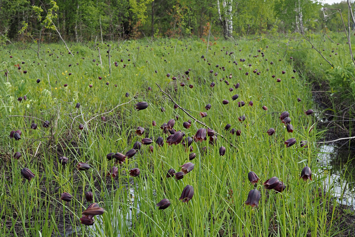 Image of Fritillaria meleagroides specimen.