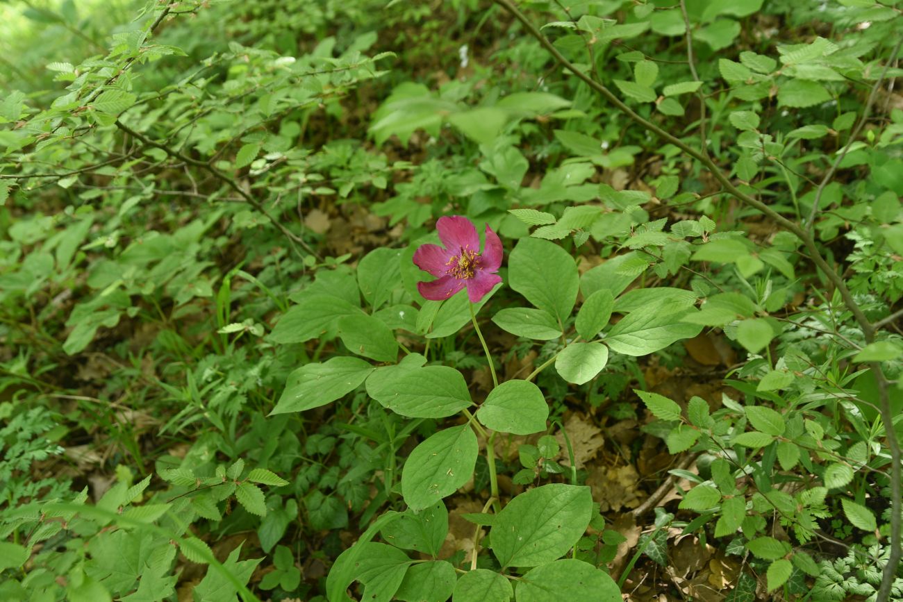 Изображение особи Paeonia caucasica.