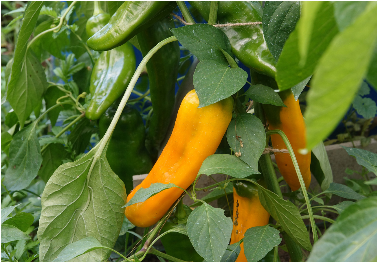 Изображение особи Capsicum annuum.