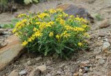 genus Senecio