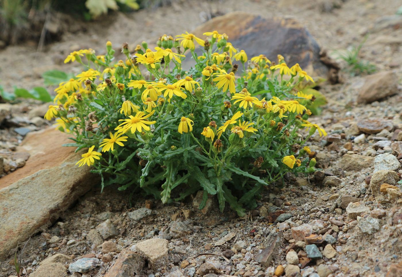 Image of genus Senecio specimen.
