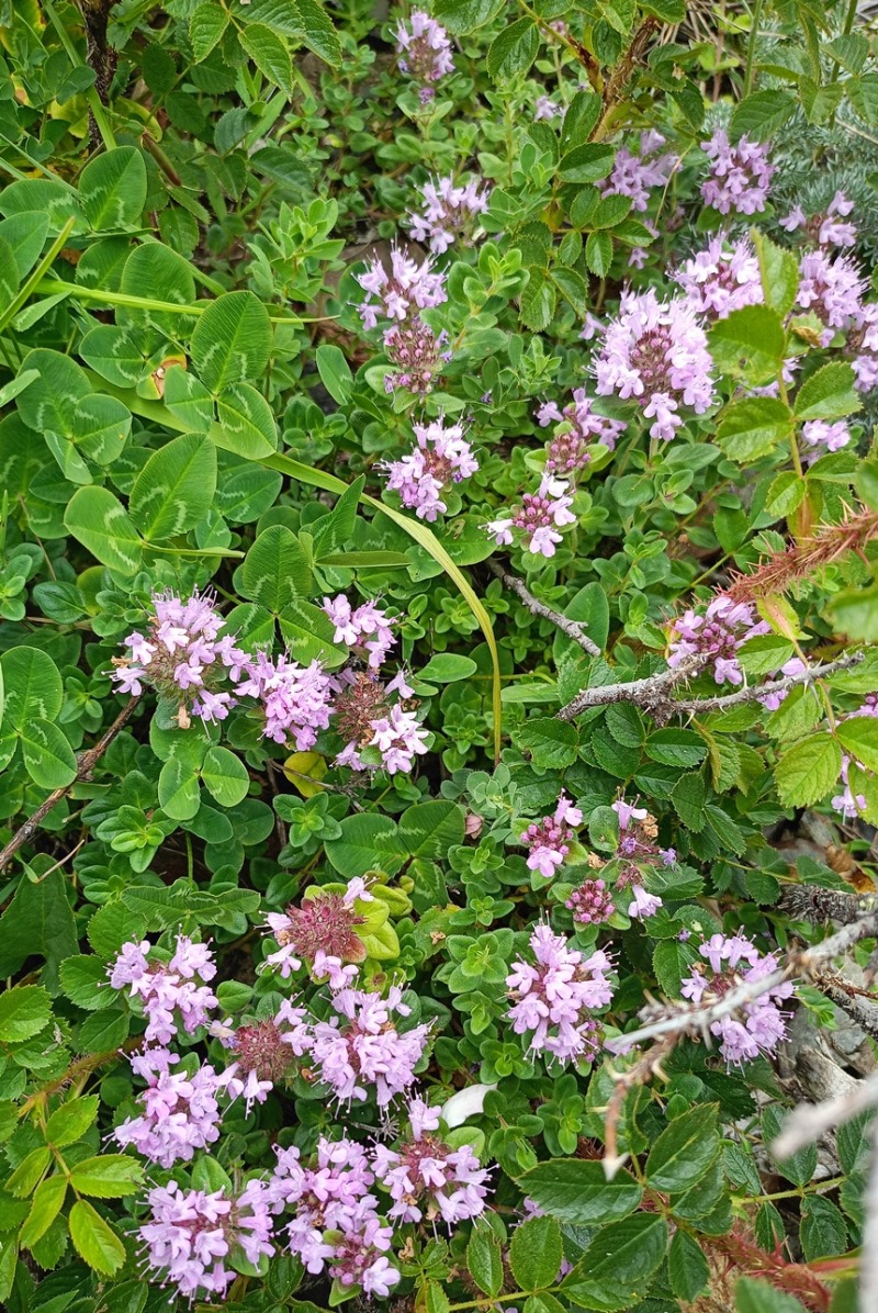 Изображение особи Thymus serpyllum.