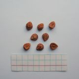 Image of taxon representative. Author is Владимир Колбинцев