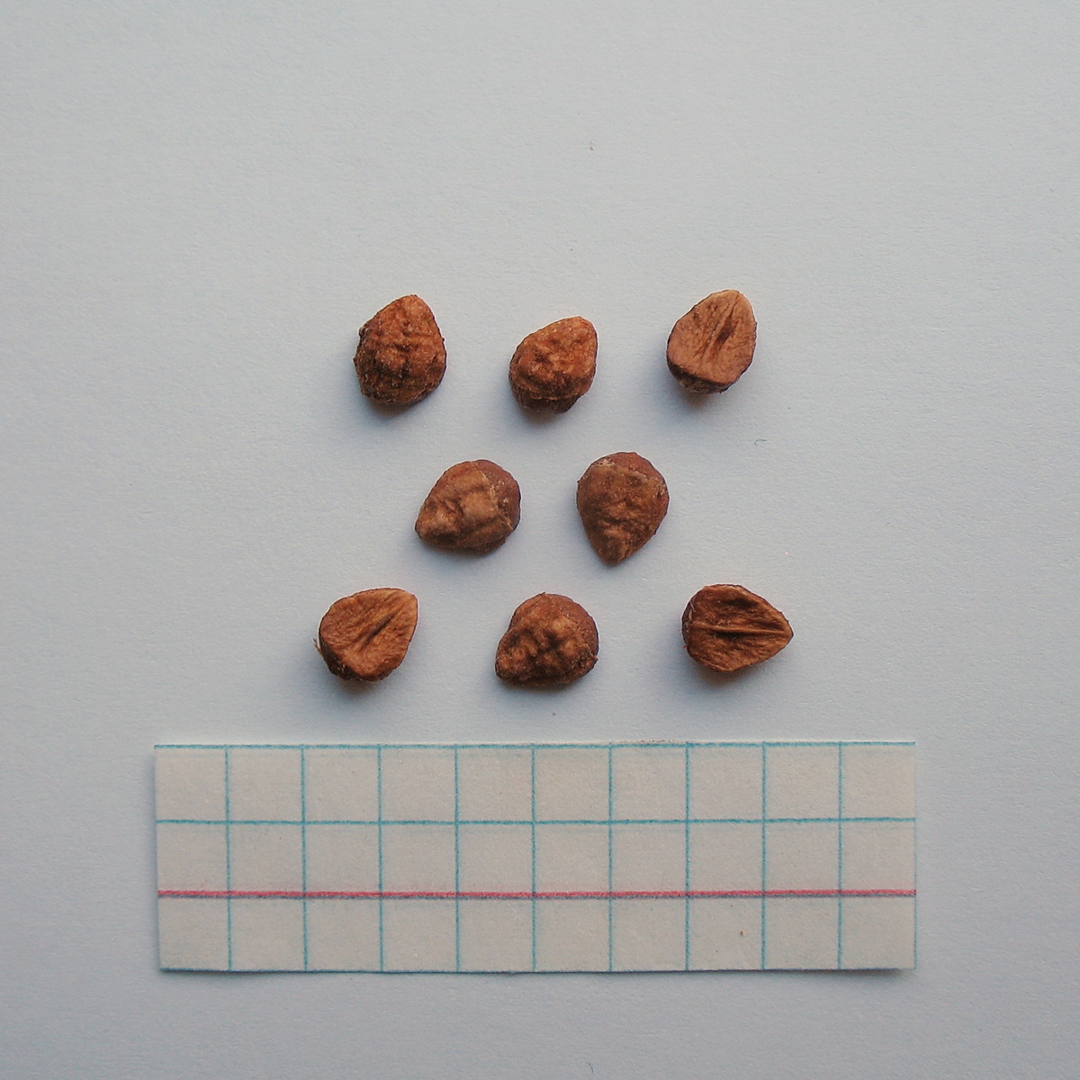 Image of Cotoneaster megalocarpus specimen.