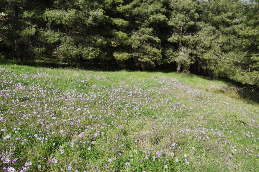 Изображение особи Anemone hortensis.