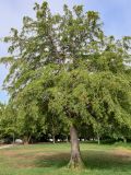 Taxodium distichum. Взрослое дерево. Португалия, г. Лиссабон, в культуре. 10.08.2025.