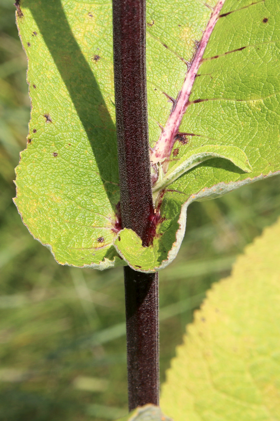 Image of Inula helenium specimen.