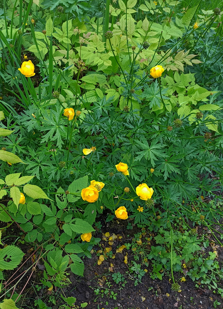 Image of Trollius europaeus specimen.
