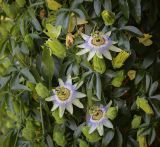 Passiflora caerulea. Цветки, бутоны, листья. Абхазия, Гагрский р-н, с. Лдзаа, частный сад. 15.06.2025.