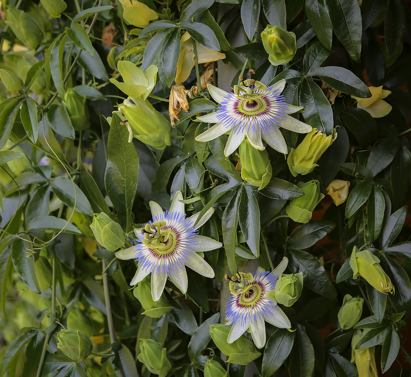 Image of Passiflora caerulea specimen.