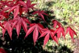 Acer japonicum. Побег. Белгородская обл., г. Белгород, Ботанический сад Белгородского государственного университета. 22 мая 2021 г.
