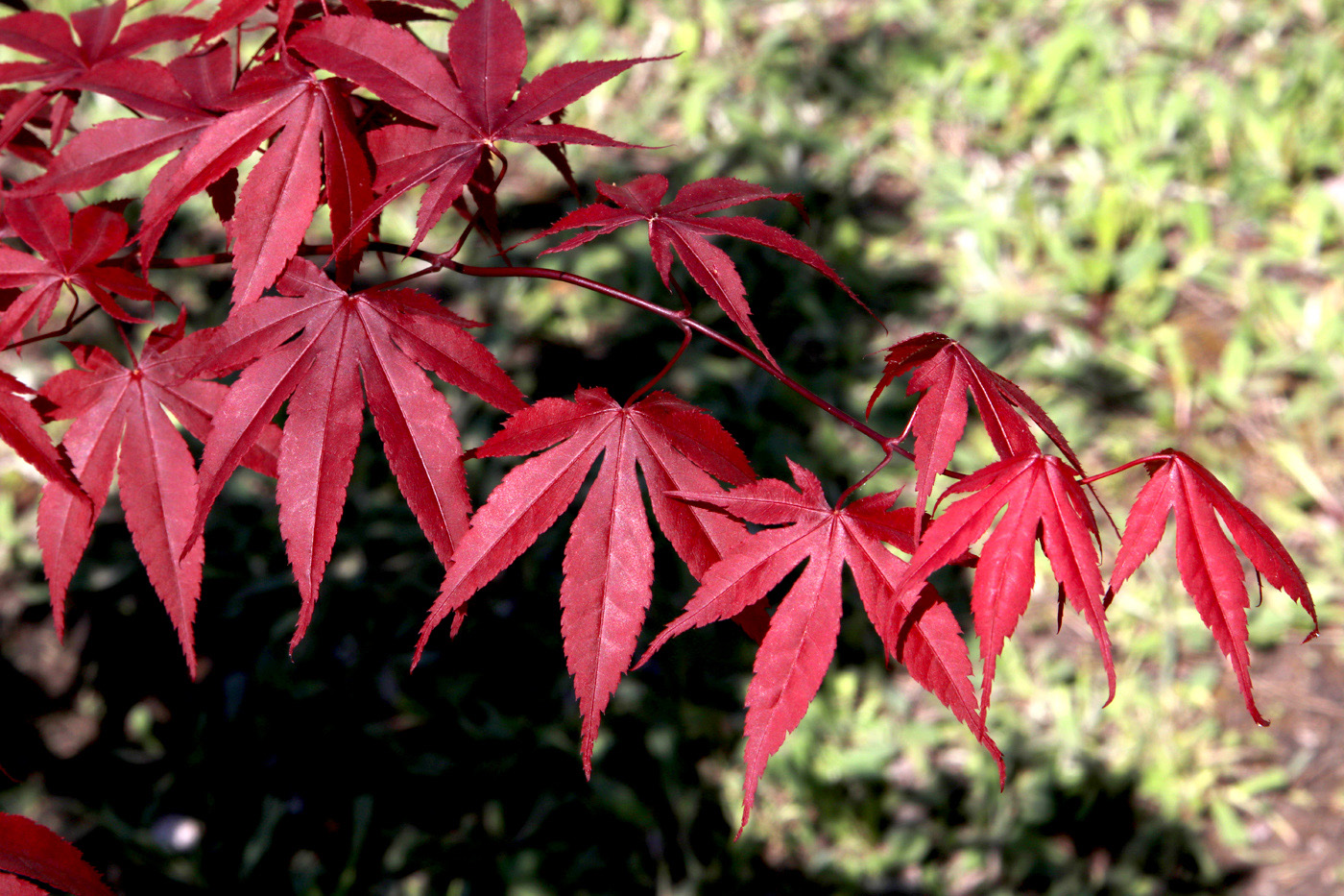 Image of Acer japonicum specimen.