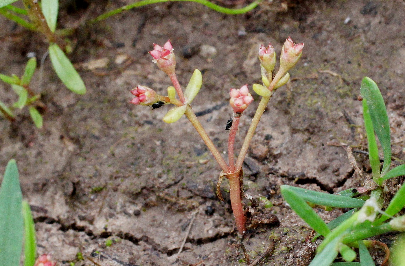 Image of Tillaea vaillantii specimen.