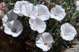 Convolvulus spinifer. Цветки. Киргизия, Баткенская обл., Баткенский р-н, окр. с. Самаркандык, Туркестанский хр., горы Сары-Тоо, ур. Шодемир, ущ. Занкур, окр. пещеры Кон-и-Гут, обнажение серых кристаллических известняков. 7 мая 2025 г.
