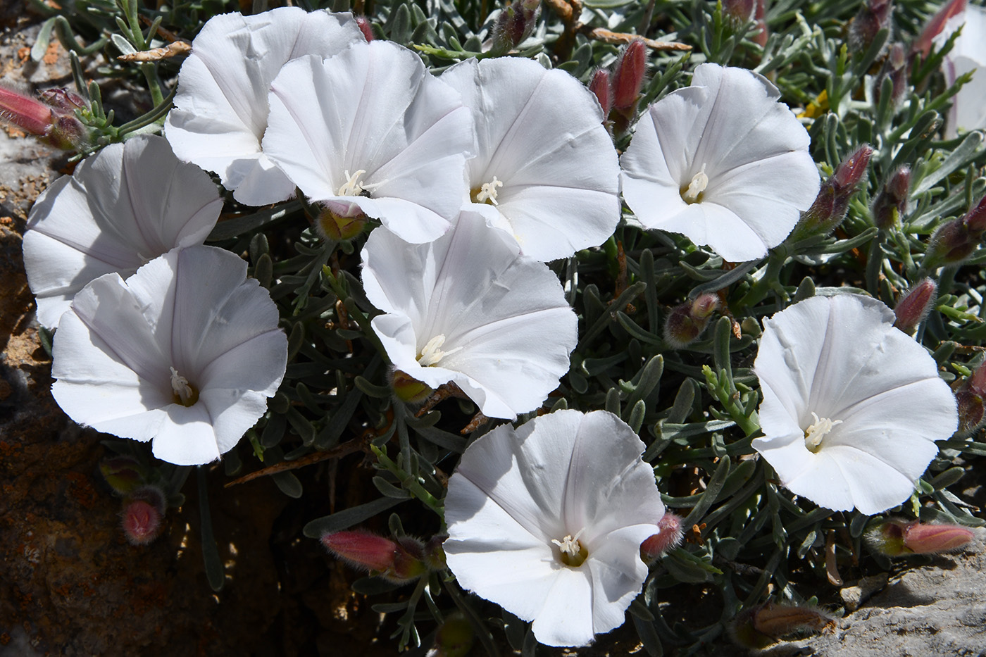 Изображение особи Convolvulus spinifer.