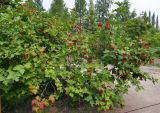 Viburnum opulus. Плодоносящие растения. Челябинская обл., г. Челябинск, ботсад ЧелГУ. 08.08.2022.