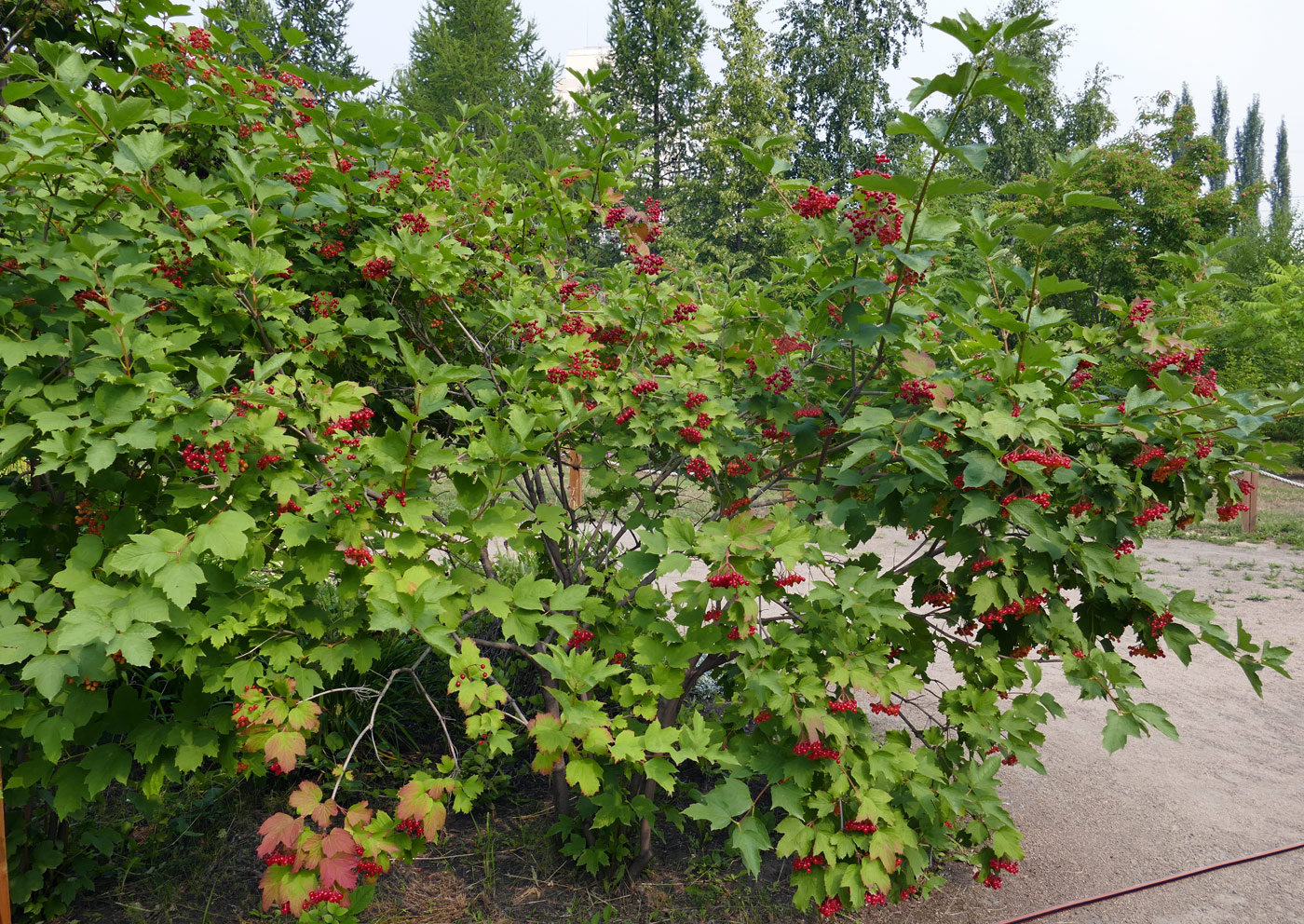 Изображение особи Viburnum opulus.