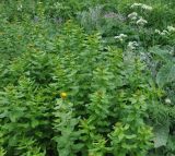 Image of taxon representative. Author is Александр Лебедев