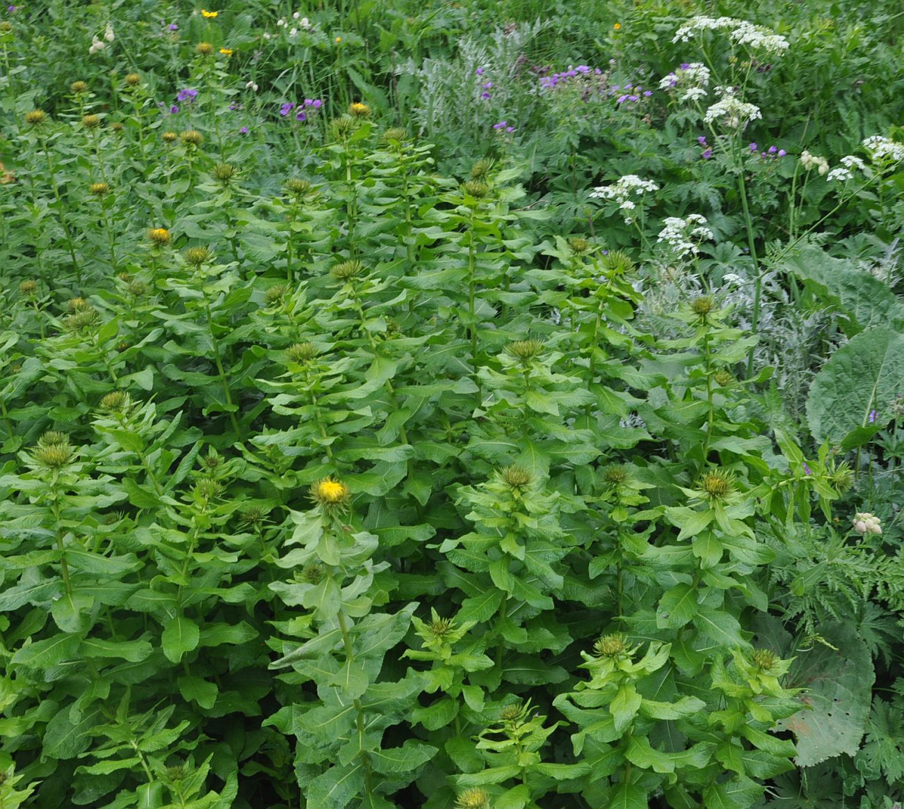 Image of Inula orientalis specimen.