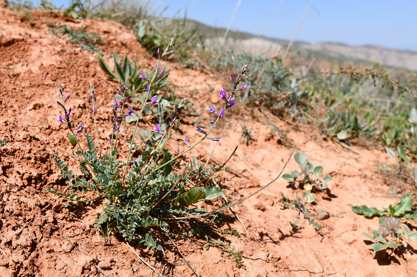 Image of Oxytropis capusii specimen.