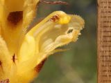 Orobanche alsatica