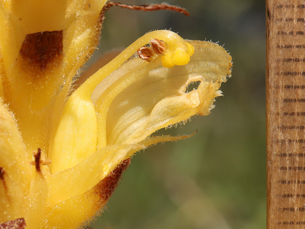 Изображение особи Orobanche alsatica.