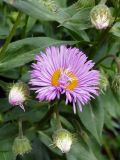 Erigeron speciosus. Цветущее и расцветающие соцветия. Свердловская обл., окр. г. Североуральск, дачный участок. 28.06.2025.