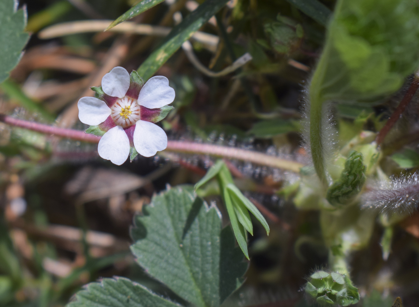Image of Potentilla micrantha specimen.