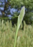 Polypogon monspeliensis. Верхушка побега с развивающимся соцветием. Испания, Каталония, пров. Жирона, комарка Баш Эмпорда, муниципалитет Пальс, залежь на рисовом чеке. 27.04.2026.