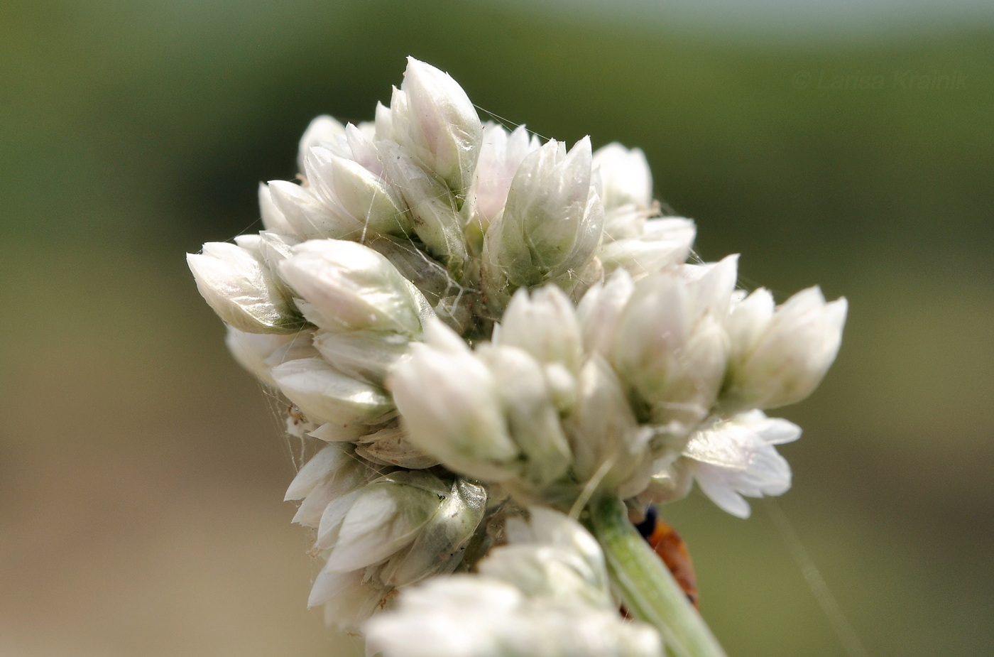Изображение особи семейство Amaranthaceae.