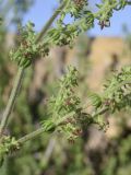 род Galium. Часть веточки с соцветиями с цветками и завязями. Испания, Каталония, пров. Жирона, комарка Баш Эмпорда, муниципалитет Санта-Кристина-де-Аро, окр. н.п. Романья-де-ла-Сельва, у стенки ограждения площадки для обмолота зерна (арх. памятник конца XIX в.). 23.05.2026.