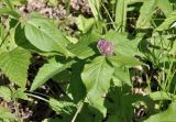 Vicia ohwiana. Верхушка растения с развивающимся соцветием. Приморский край, г. Владивосток, о. Русский, кампус ДВФУ, остатки широколиственного леса. 29.05.2026.