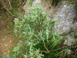 Cistus albidus