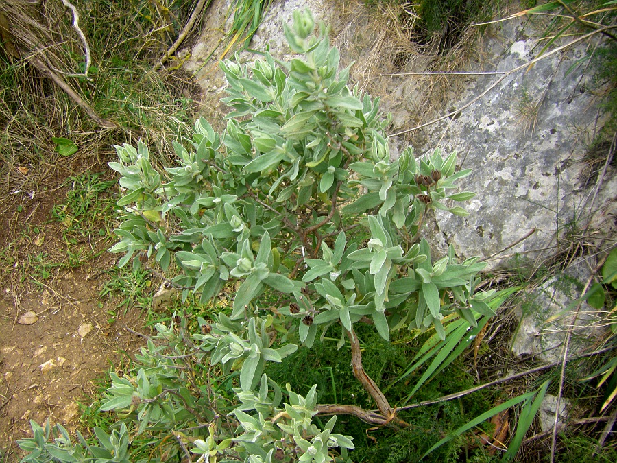 Изображение особи Cistus albidus.