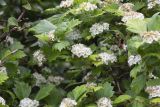 Crataegus maximowiczii