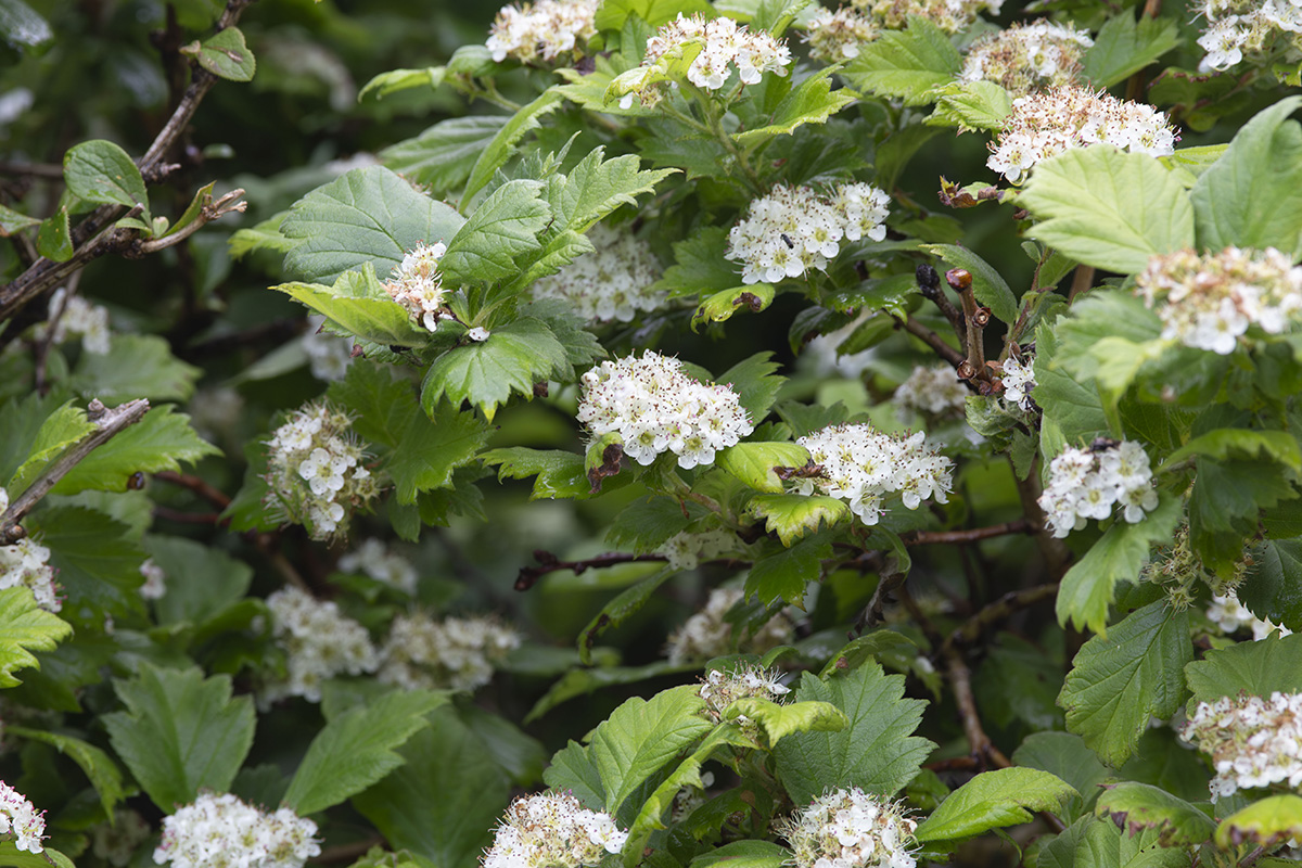 Изображение особи Crataegus maximowiczii.