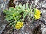 Rhodiola rosea. Цветущее растение. Хабаровский край, р-н имени Лазо, гора Ко, выс. ≈ 1760 м н.у.м., каменистый гребень. 22.06.2026.