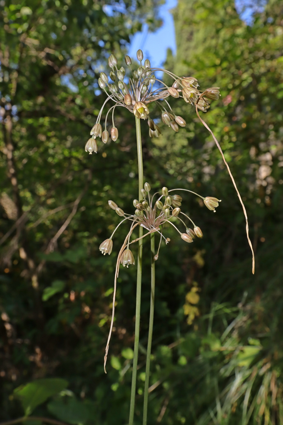 Image of Allium longispathum specimen.